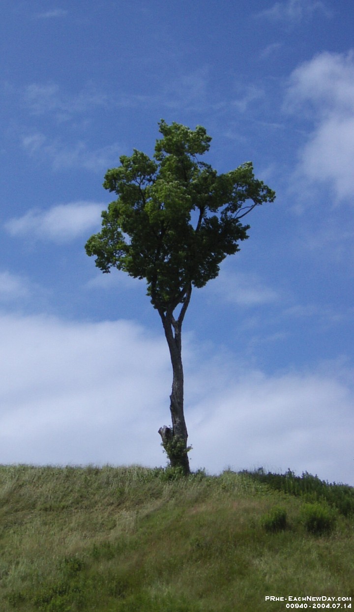 00940cl - Vacation 2004 - Peter's Tree, Reversing Falls, Saint John, NB